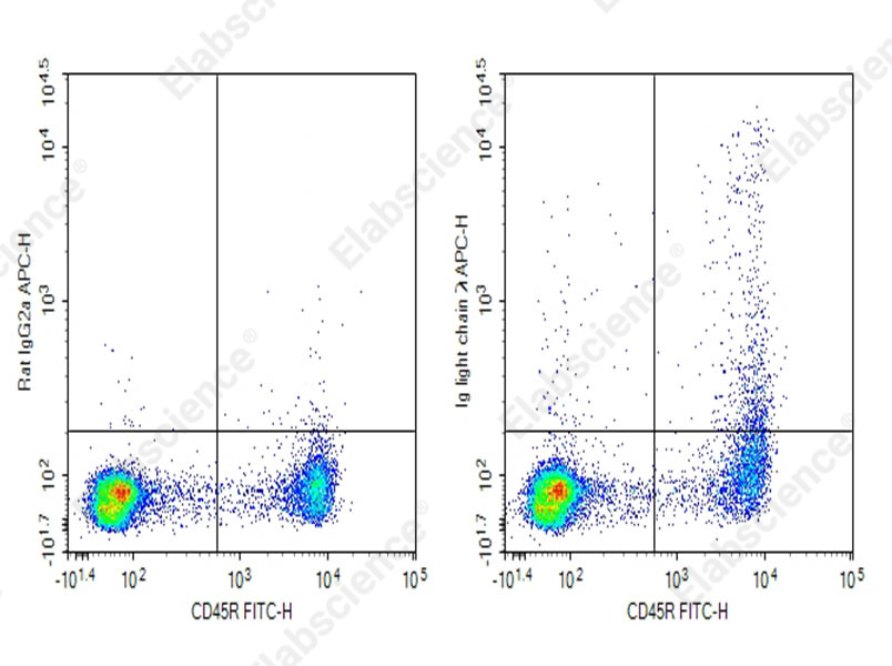 Purified Anti-Mouse Ig light chain λ Antibody[RML-42] - 1