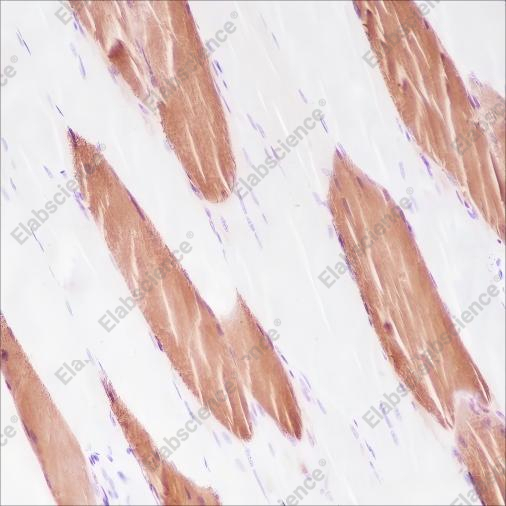 Recombinant Myosin Light Chain 3 Monoclonal Antibody - 2