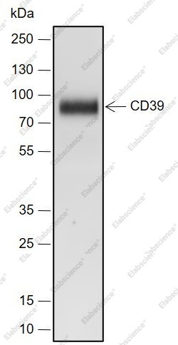 Recombinant CD39 Monoclonal Antibody - 2