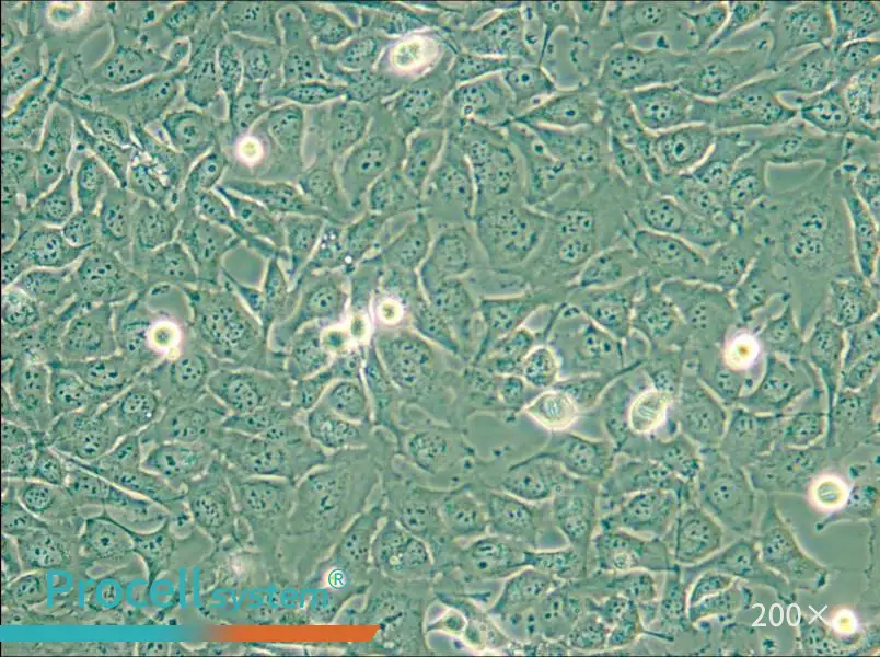KHM-5M Cell Complete Medium - 6