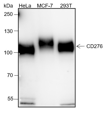 Recombinant B7-H3/CD276 Monoclonal Antibody-searchlist-1