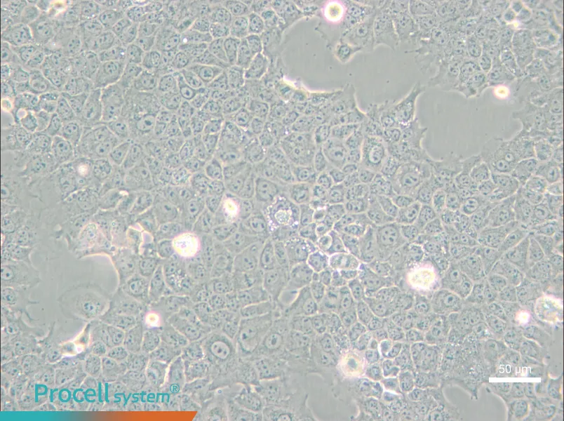AML12 Cell Complete Medium - small - 4