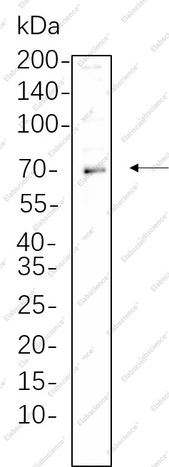 Recombinant Phospho-Syk (Tyr525/526) Monoclonal Antibody - 1