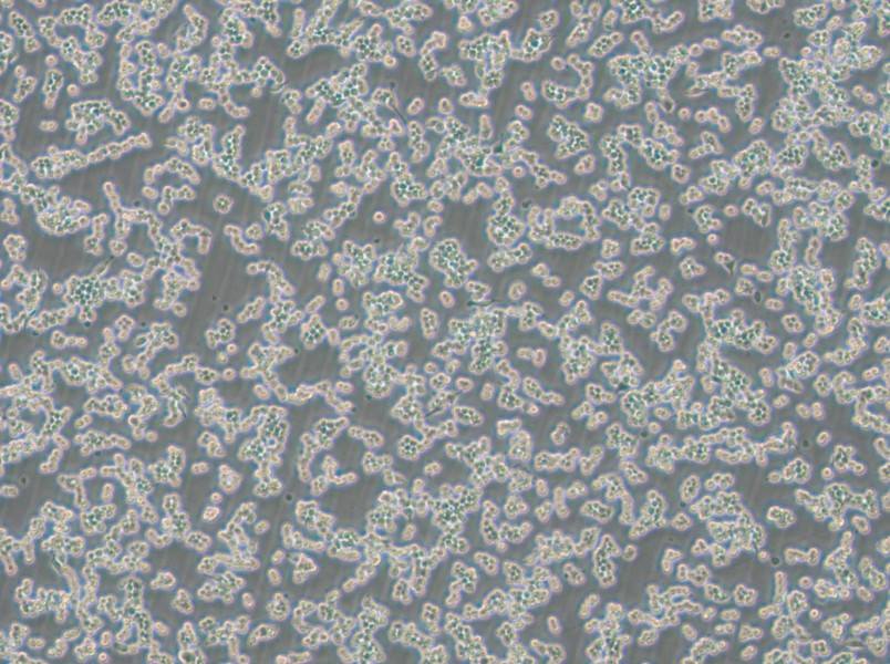 RAW 264.7-EGFP Cell Complete Medium-searchlist-1