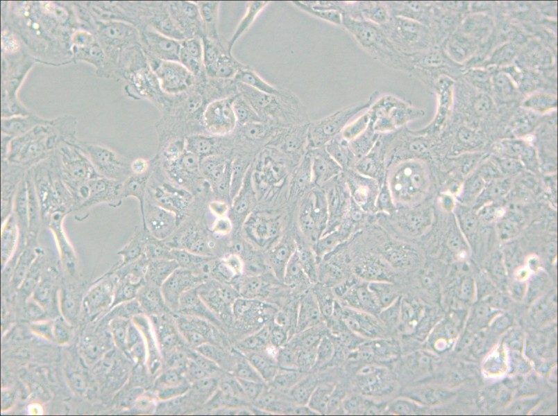 769-P Cell Complete Medium - 6