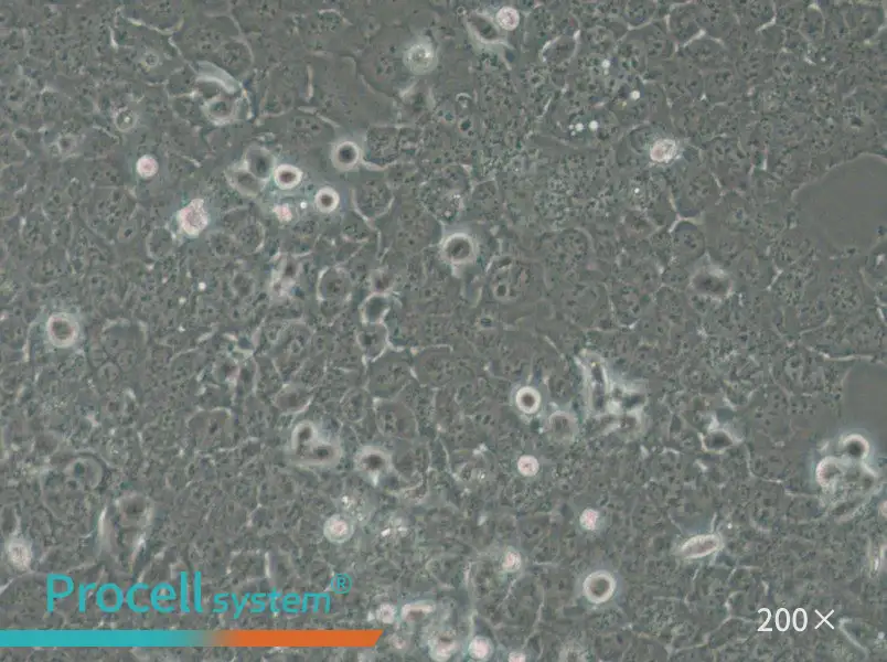 JHH-7 Cell Complete Medium - small - 6