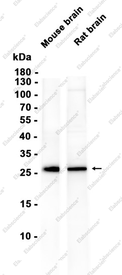 Recombinant PPP1R1A Monoclonal Antibody - 1