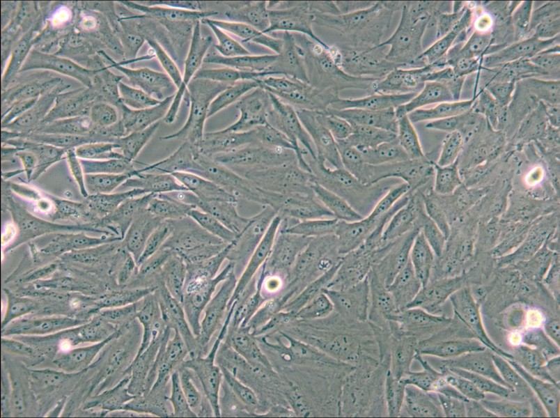 A2058 Cell Complete Medium - small - 4