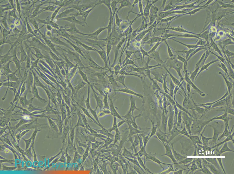 Rat Synovial Cell Complete Medium - small - 6
