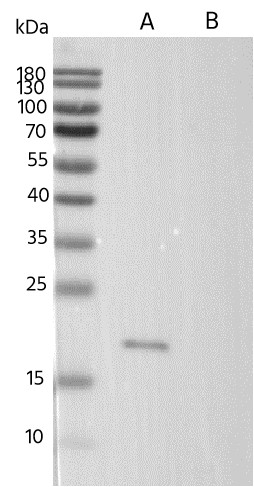 Claudin6 Monoclonal Antibody-searchlist-1