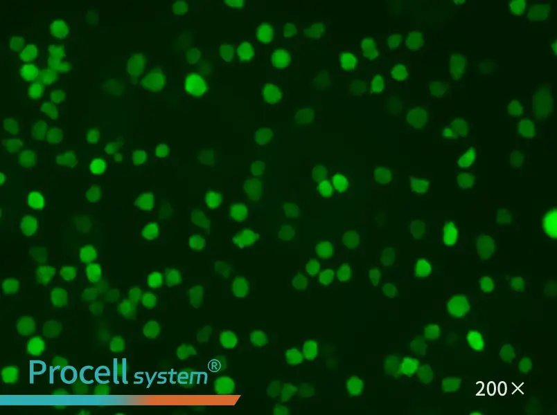 U-937-GFP - 4