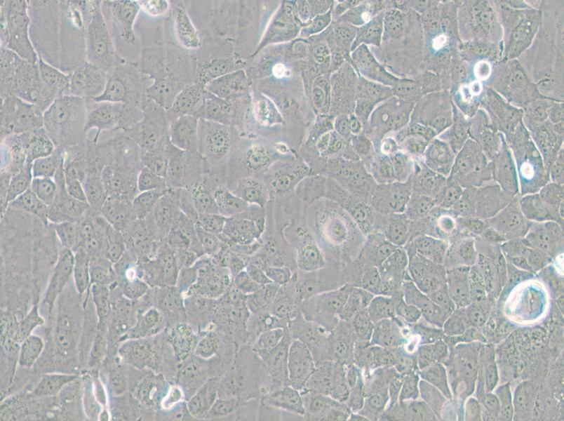 Panc 02.13 Cell Complete Medium - small - 6