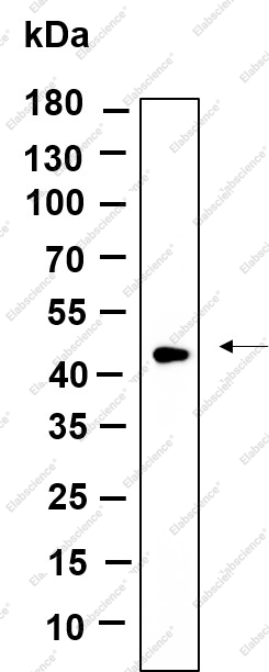 Recombinant TPST2 Monoclonal Antibody - 1
