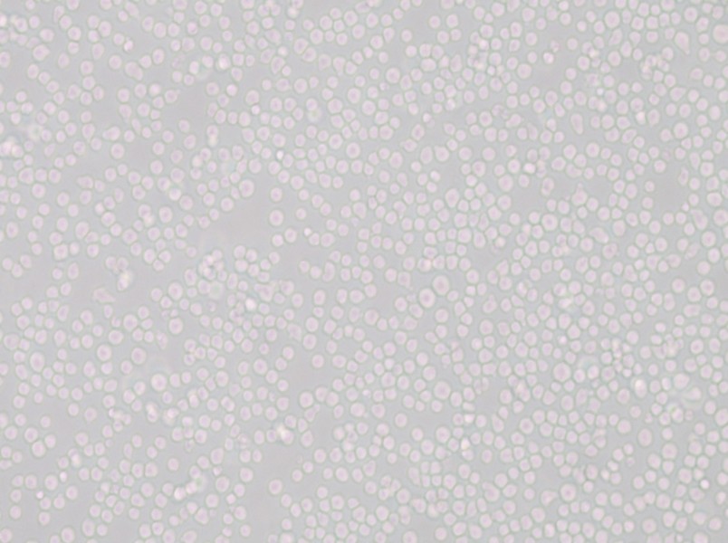 SU-DHL-8 Cell Complete Medium - small - 4