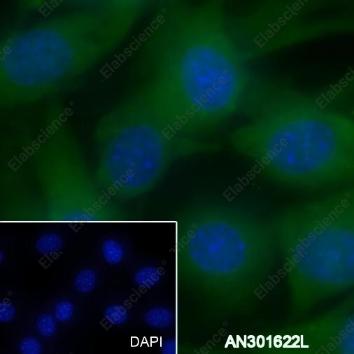 Recombinant PDK1 Monoclonal Antibody - 2