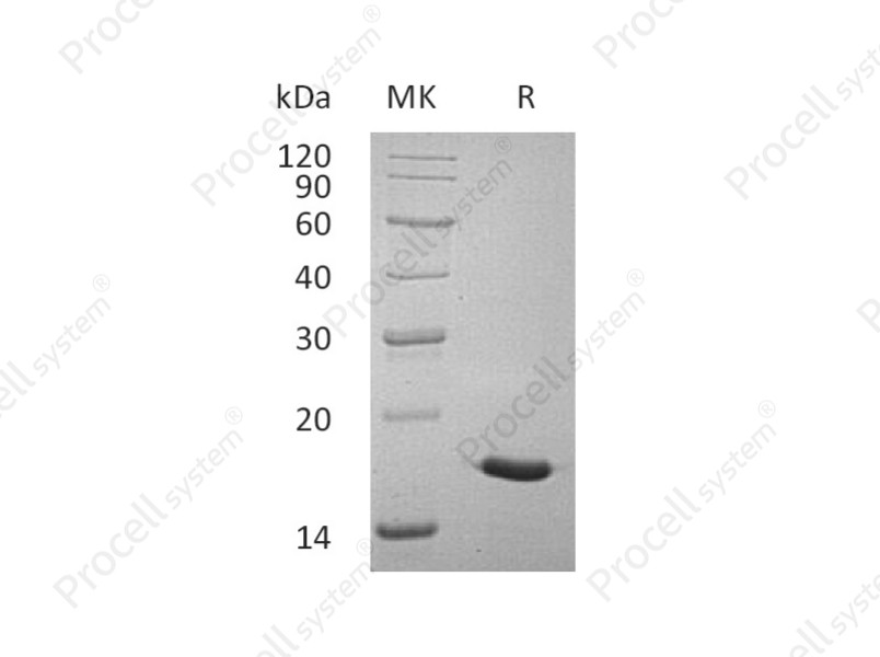 IL-17A/CTLA-8, Human, Recombinant