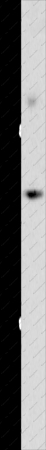 OPCML Polyclonal Antibody - 1