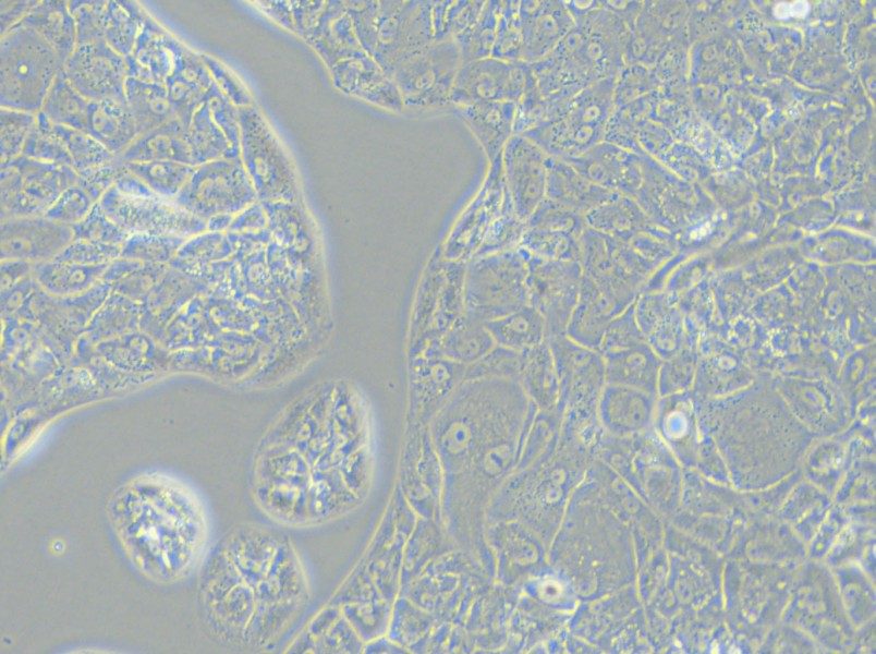 A-704 Cell Complete Medium - 11