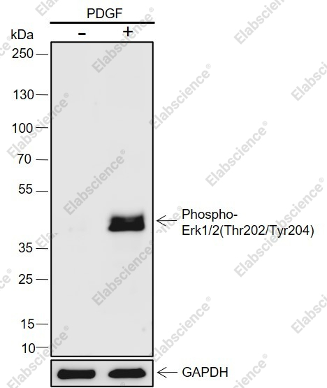 Recombinant Phospho-Erk1/2(Thr202, Tyr204) Monoclonal Antibody - 1