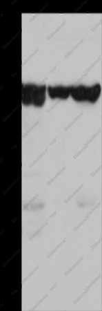 HSP75 Polyclonal Antibody - 1