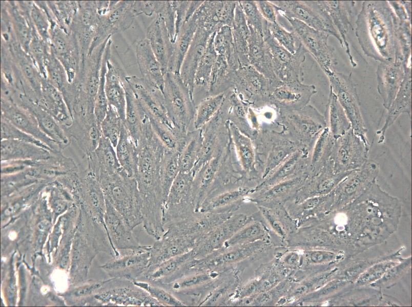 NCI-H2030 Cell Complete Medium - small - 6