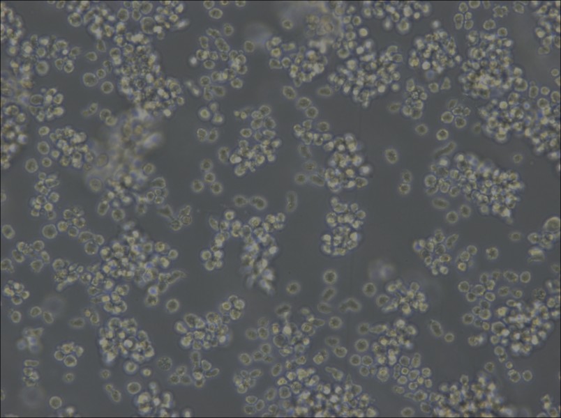 U-2932 Cell Complete Medium - 4