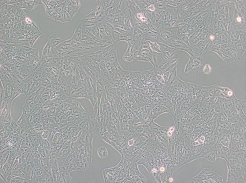 A549-TAX Cell Complete Medium - 2
