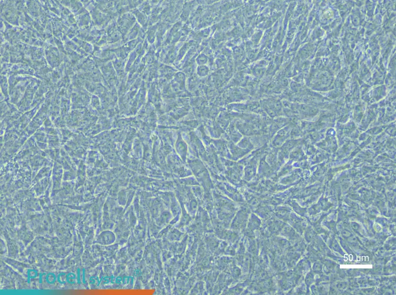 Rabbit Urethral Smooth Muscle Cell Complete Medium - 4
