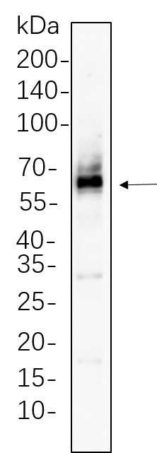 Recombinant Src Monoclonal Antibody-searchlist-1