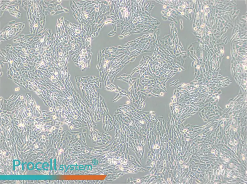 Lec1 [Pro-5WgaRI3C] Cell Complete MediumLec1 [Pro-5WgaRI3C] Cell Complete Medium - 2