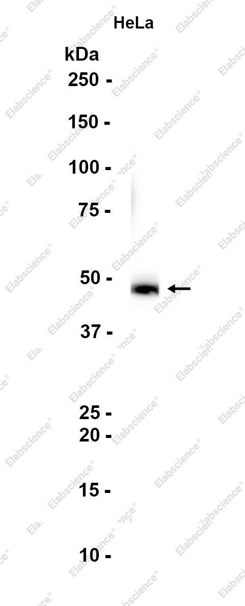 Recombinant Beta Arrestin 2 Monoclonal Antibody - 1