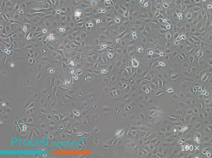 NCI-H1650 Cell Complete Medium - 3