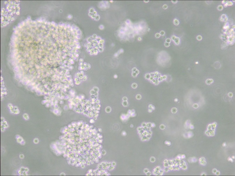 Farage Cell Complete Medium - 4