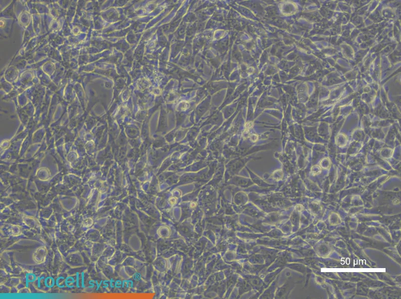 TM4 Cell Complete Medium - small - 6