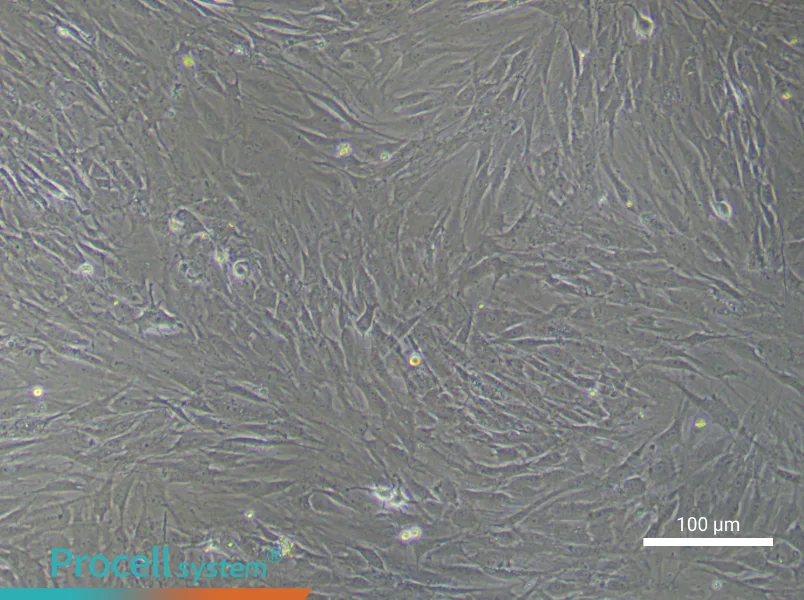 Rat Endosteal Mesenchymal Stem Cell Complete Medium - 1