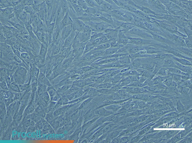 Human Pulmonary Artery Smooth Muscle Cell Complete Medium - small - 6