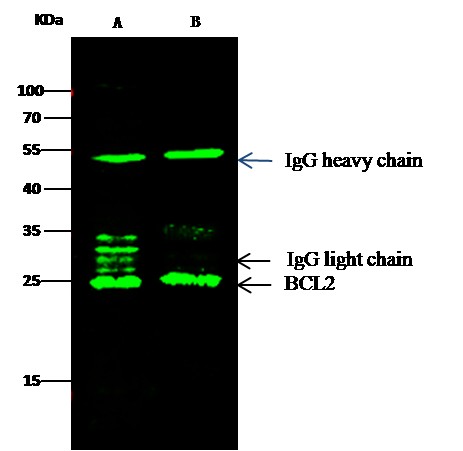 BCL2/Bcl-2 Monoclonal Antibody - small - 2