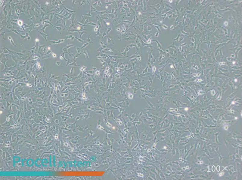 Mv.1.Lu [NBL-7] Cell Complete MediumMv.1.Lu [NBL-7] Cell Complete Medium - 2