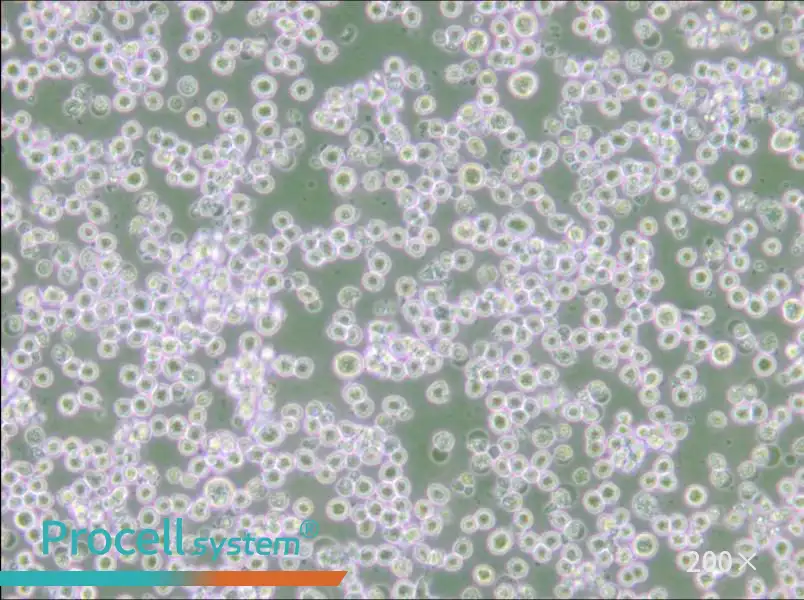 35.1 Cell Complete Medium - small - 5
