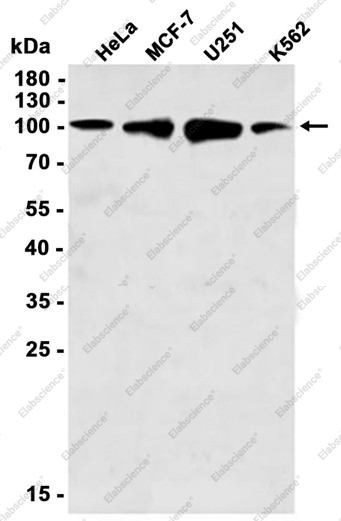 Recombinant KIF5B Monoclonal Antibody - 1