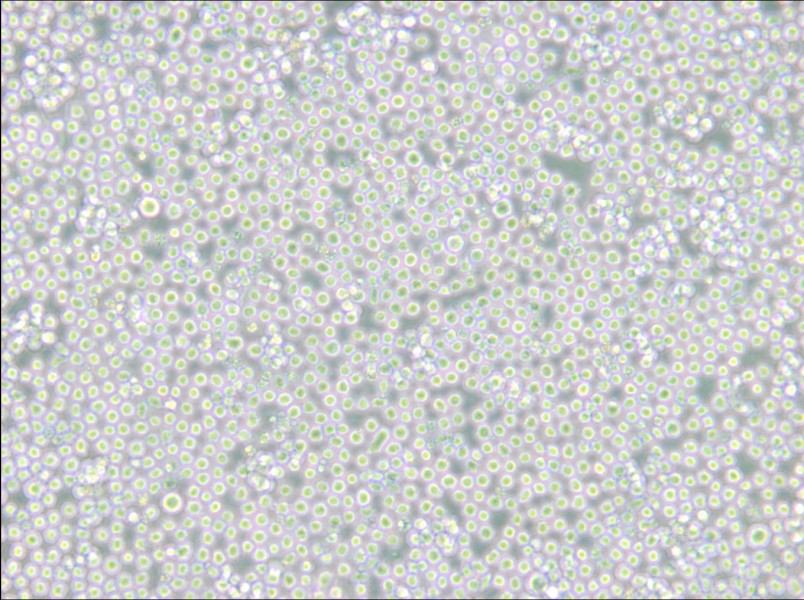 MEL Cell Complete Medium - 4