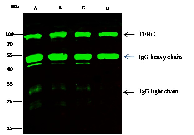 Recombinant Transferrin Receptor/TFRC/CD71 Monoclonal Antibody - small - 2