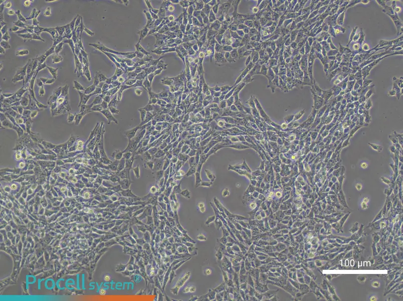 TM3 Cell Complete Medium - 1