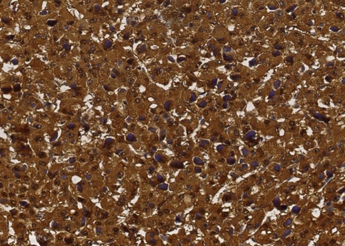 Recombinant bFGF/FGF2 Monoclonal Antibody - small - 2