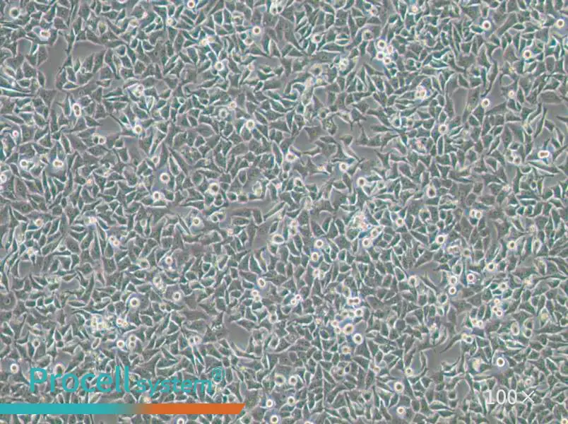 Hela 229 Cell Complete Medium - 1