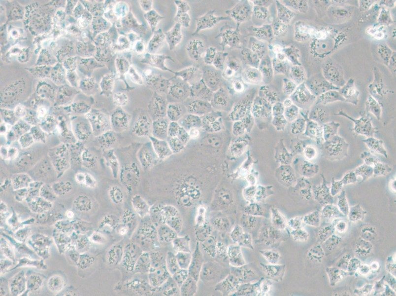 NCI-H23 Cell Complete Medium - small - 4