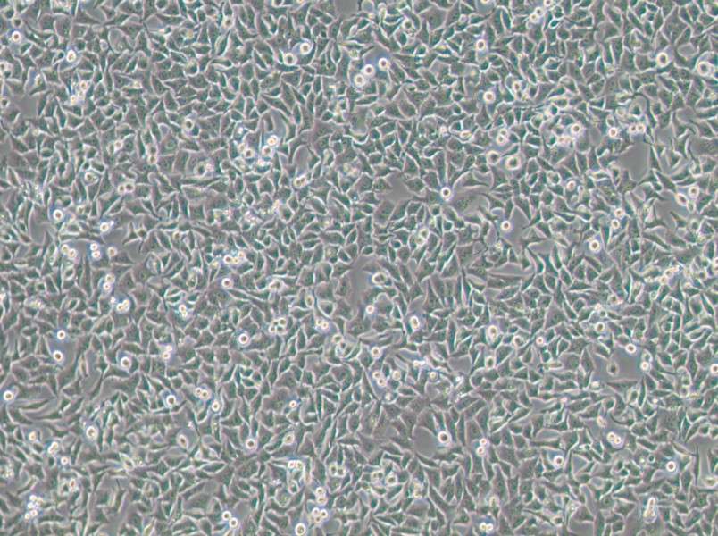 Hela 229 Cell Complete MediumHela 229 Cell Complete Medium - 2