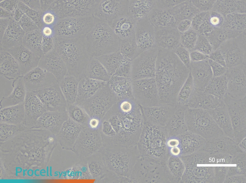 FU97 Cell Complete MediumFU97 Cell Complete Medium - 5