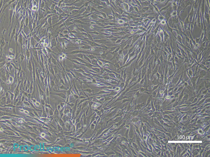 Human Adipose-Derived Mesenchymal Stem Cell Complete Medium - 1