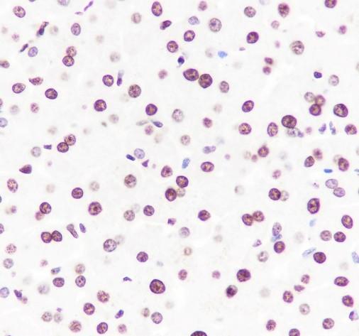 Recombinant Histone H3 (CT) Monoclonal Antibody - small - 7